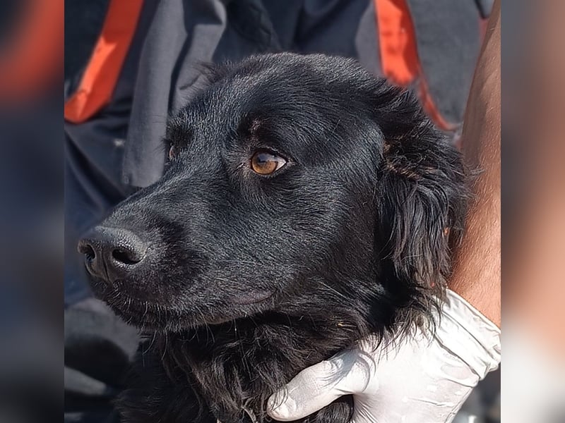 Lieber Kroatischer Schäferhund Mix Fernando sucht seine Menschen