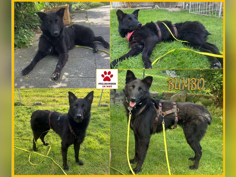 Kroatischer Schäfer Mix Bumbo sucht ein Zuhause