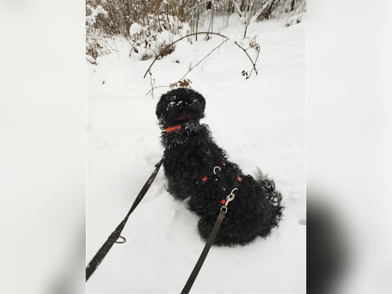 Kroatischer Schäferhundmix Momo