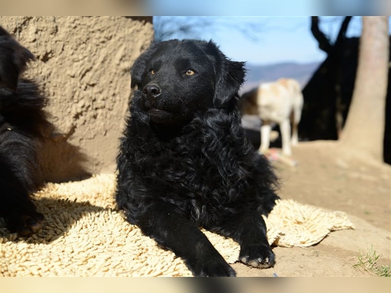 Kroatischer Schäferhundmix Momo