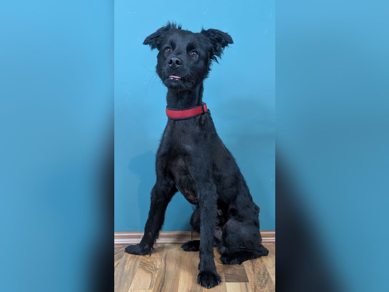 Der süße, kleine Hütehundmischling Grisu sucht eine Familie