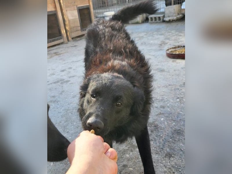 Duke ❤️ aufgeweckter, junger Kroat. Schäferhund-Mix-Bub!
