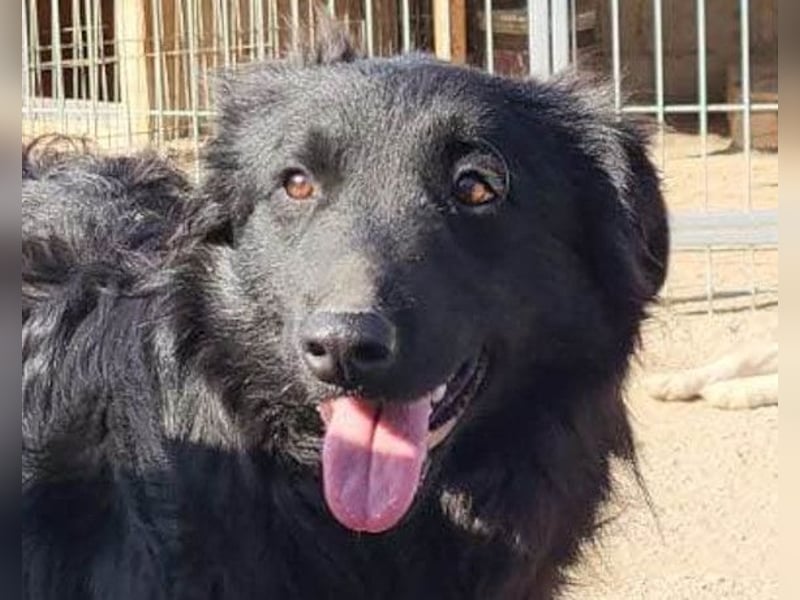 Duke ❤️ aufgeweckter, junger Kroat. Schäferhund-Mix-Bub!