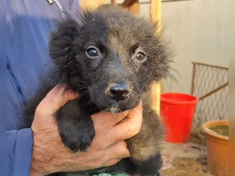 LENZI❤️unser kroat. Schäferhund-Mix-Rüde ist ein wahrer Sonnenschein!