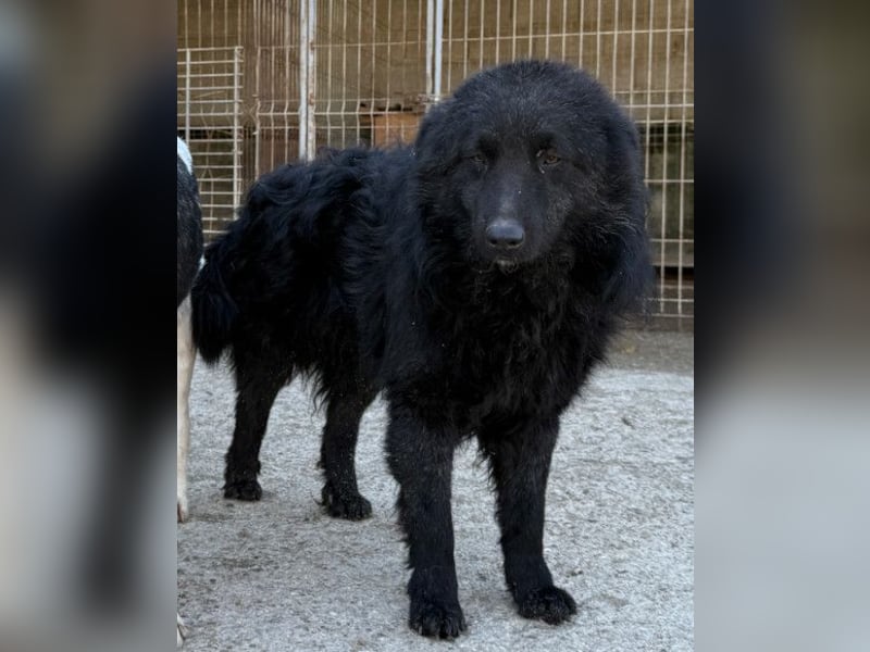 LENZI❤️unser kroat. Schäferhund-Mix-Rüde ist ein wahrer Sonnenschein!