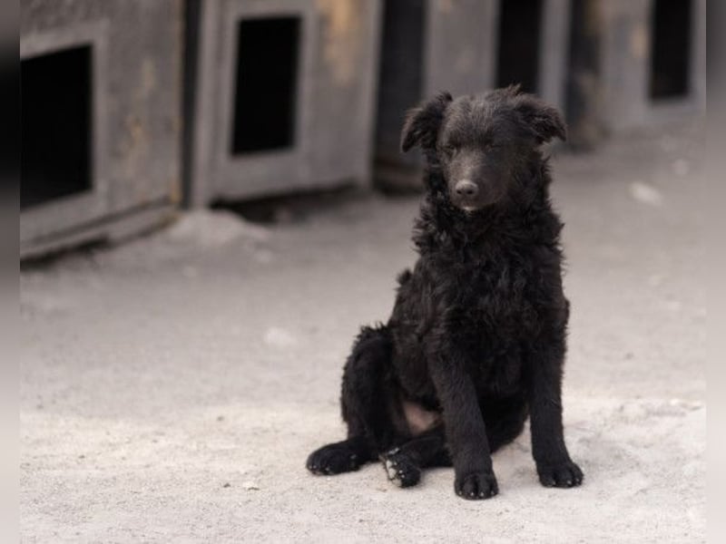 LENZI❤️unser kroat. Schäferhund-Mix-Rüde ist ein wahrer Sonnenschein!