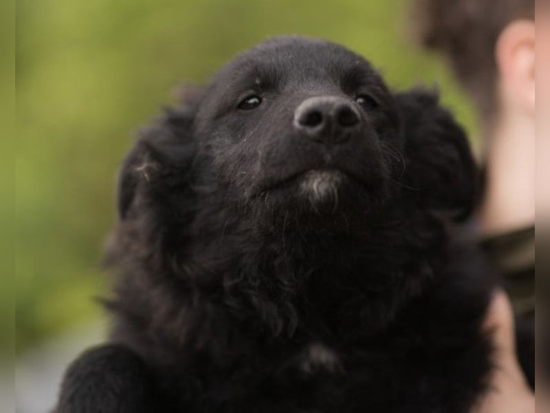 LENZI❤️unser kroat. Schäferhund-Mix-Rüde ist ein wahrer Sonnenschein!