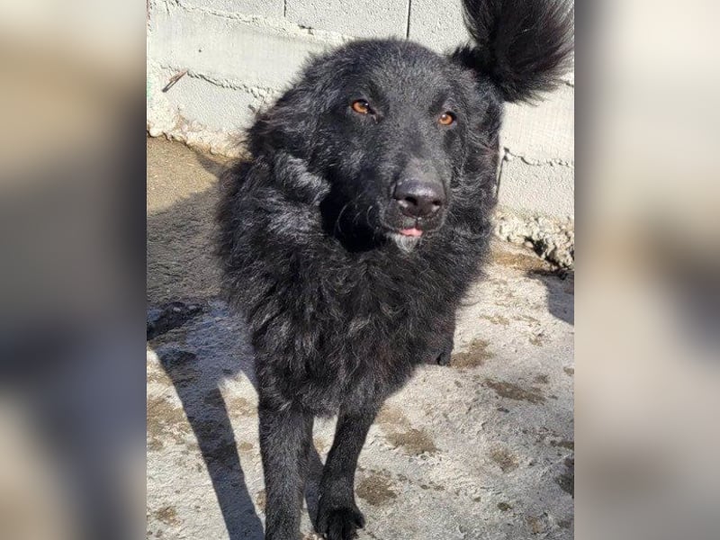 LENZI❤️unser kroat. Schäferhund-Mix-Rüde ist ein wahrer Sonnenschein!