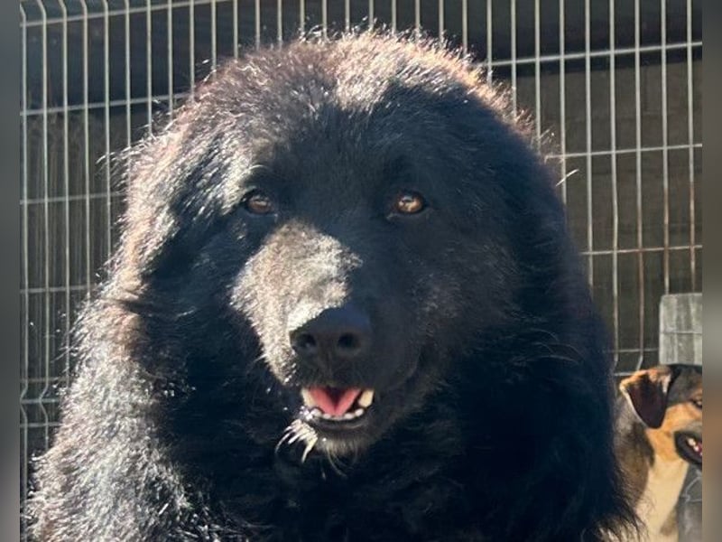 LENZI❤️unser kroat. Schäferhund-Mix-Rüde ist ein wahrer Sonnenschein!