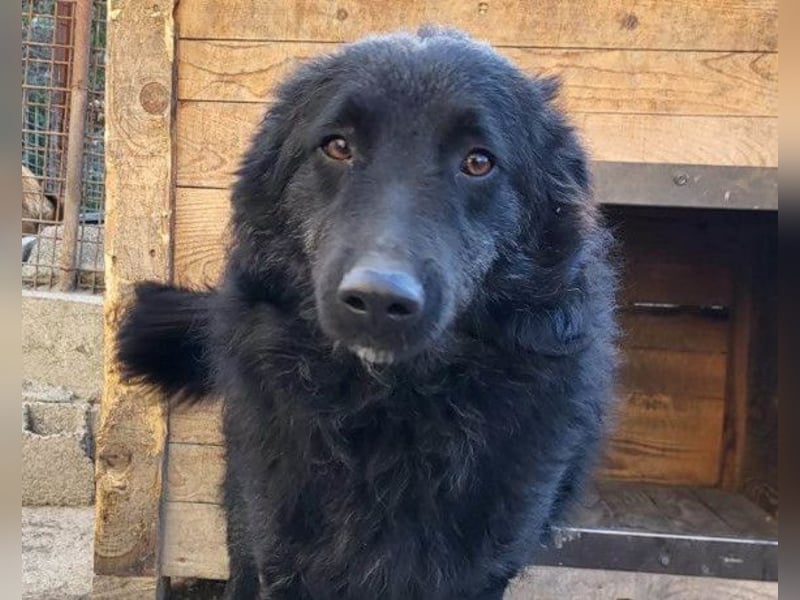 LENZI❤️unser kroat. Schäferhund-Mix-Rüde ist ein wahrer Sonnenschein!