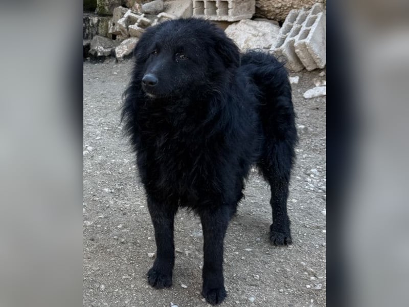 LENZI❤️unser kroat. Schäferhund-Mix-Rüde ist ein wahrer Sonnenschein!
