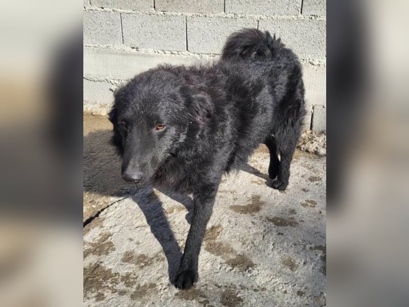 LENZI❤️unser kroat. Schäferhund-Mix-Rüde ist ein wahrer Sonnenschein!