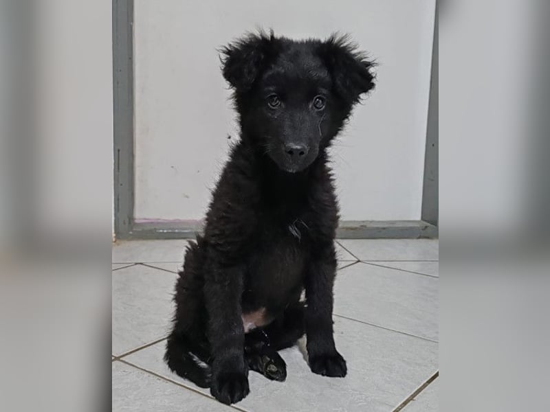 AMICO❤️ bezaubernder kroat. Schäferhund-Mix-Junge und eine pure 4-Pfoten-Amore