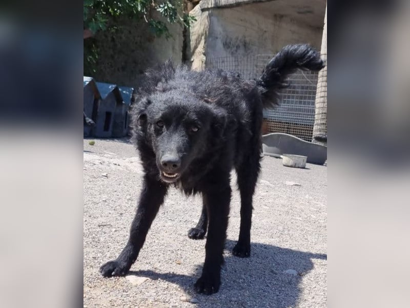 Duke ❤️ aufgeweckter, junger Kroat. Schäferhund-Mix-Bub!