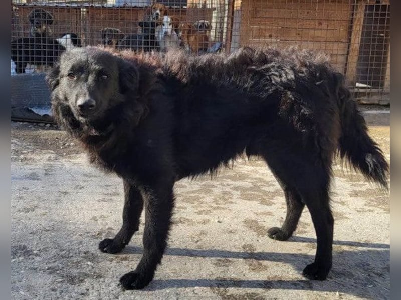 Duke ❤️ aufgeweckter, junger Kroat. Schäferhund-Mix-Bub!