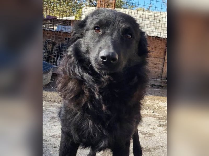 Duke ❤️ aufgeweckter, junger Kroat. Schäferhund-Mix-Bub!