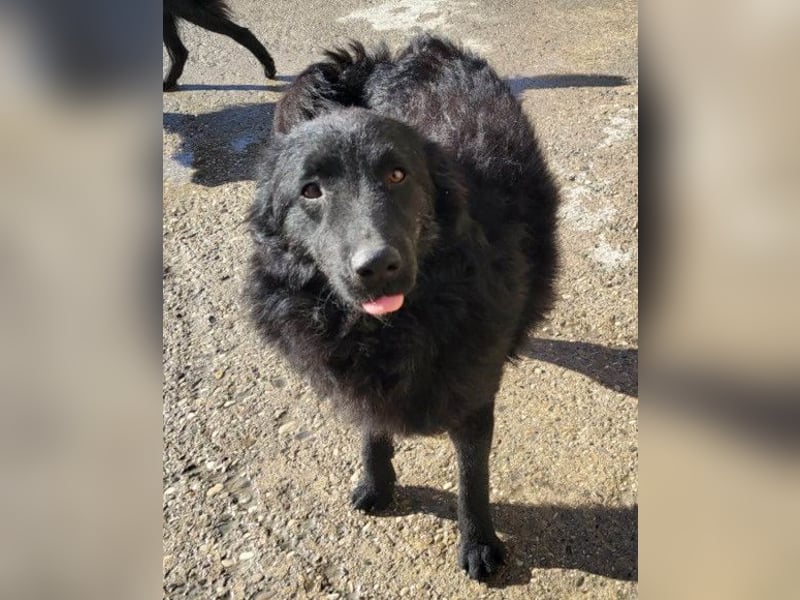 LENZI❤️unser kroat. Schäferhund-Mix-Rüde ist ein wahrer Sonnenschein!