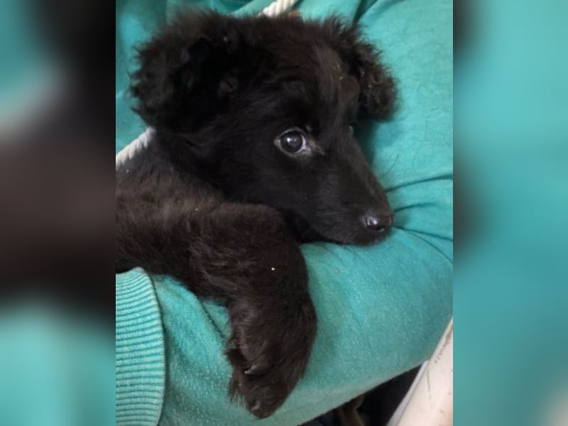 AMICO❤️ bezaubernder kroat. Schäferhund-Mix-Junge und eine pure 4-Pfoten-Amore