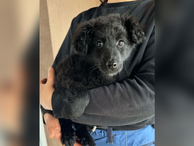 AMICO❤️ bezaubernder kroat. Schäferhund-Mix-Junge und eine pure 4-Pfoten-Amore