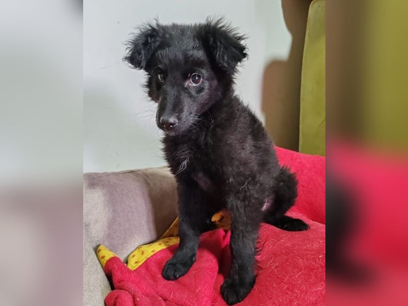 AMICO❤️ bezaubernder kroat. Schäferhund-Mix-Junge und eine pure 4-Pfoten-Amore