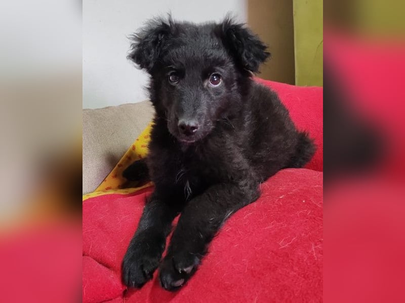 AMICO❤️ bezaubernder kroat. Schäferhund-Mix-Junge und eine pure 4-Pfoten-Amore