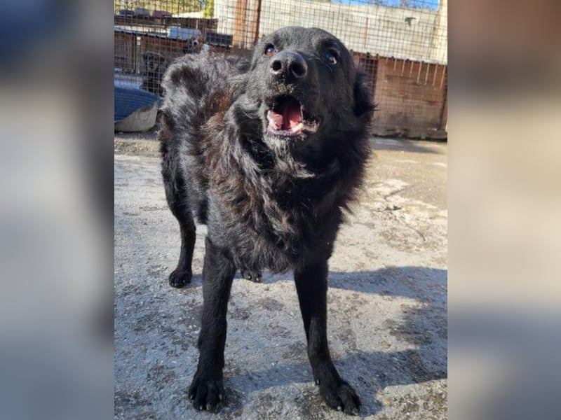 Duke ❤️ aufgeweckter, junger Kroat. Schäferhund-Mix-Bub!