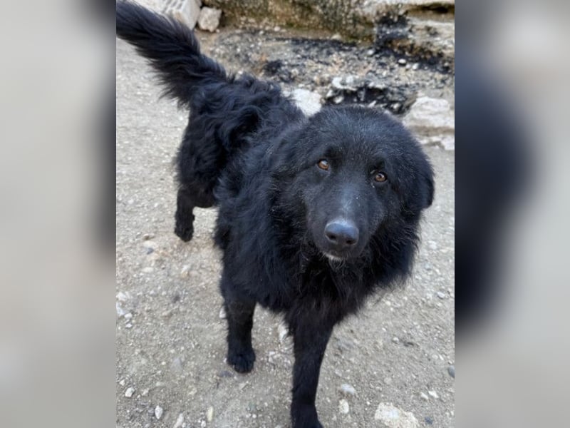 LENZI❤️unser kroat. Schäferhund-Mix-Rüde ist ein wahrer Sonnenschein!