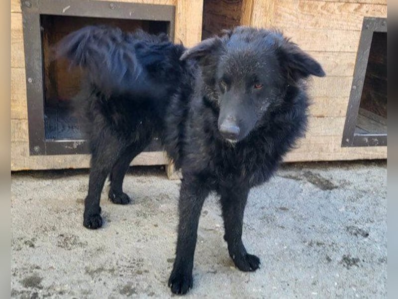 LENZI❤️unser kroat. Schäferhund-Mix-Rüde ist ein wahrer Sonnenschein!
