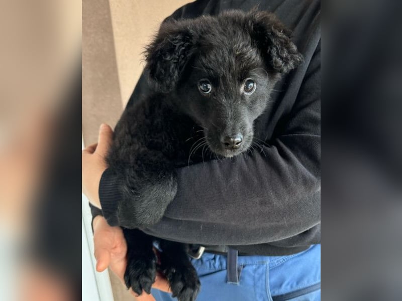 AMICO❤️ bezaubernder kroat. Schäferhund-Mix-Junge und eine pure 4-Pfoten-Amore