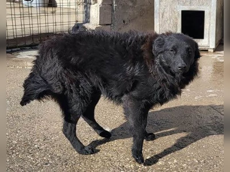 Duke ❤️ aufgeweckter, junger Kroat. Schäferhund-Mix-Bub!