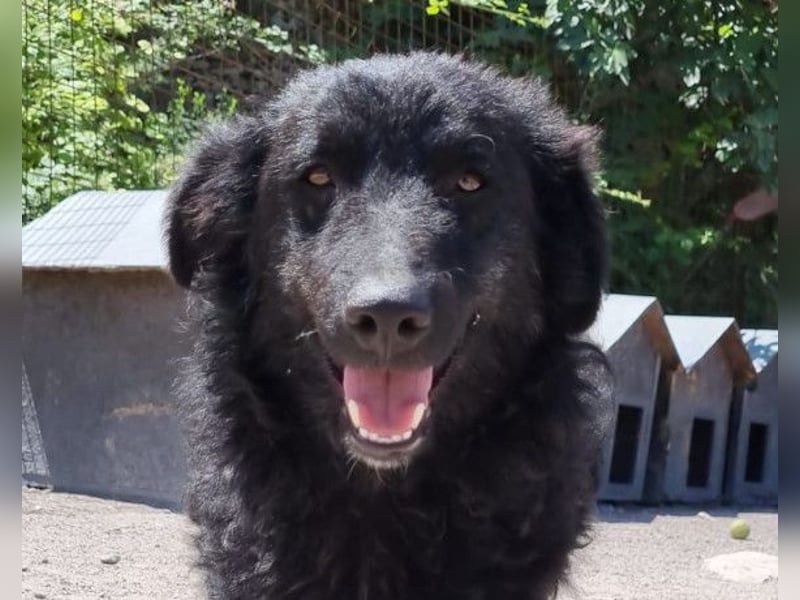 LENZI❤️unser kroat. Schäferhund-Mix-Rüde ist ein wahrer Sonnenschein!