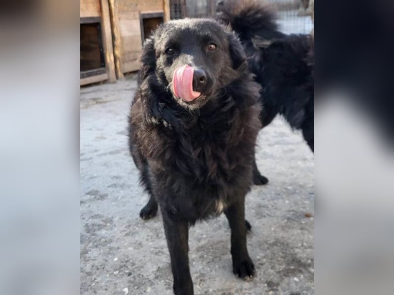 Duke ❤️ aufgeweckter, junger Kroat. Schäferhund-Mix-Bub!