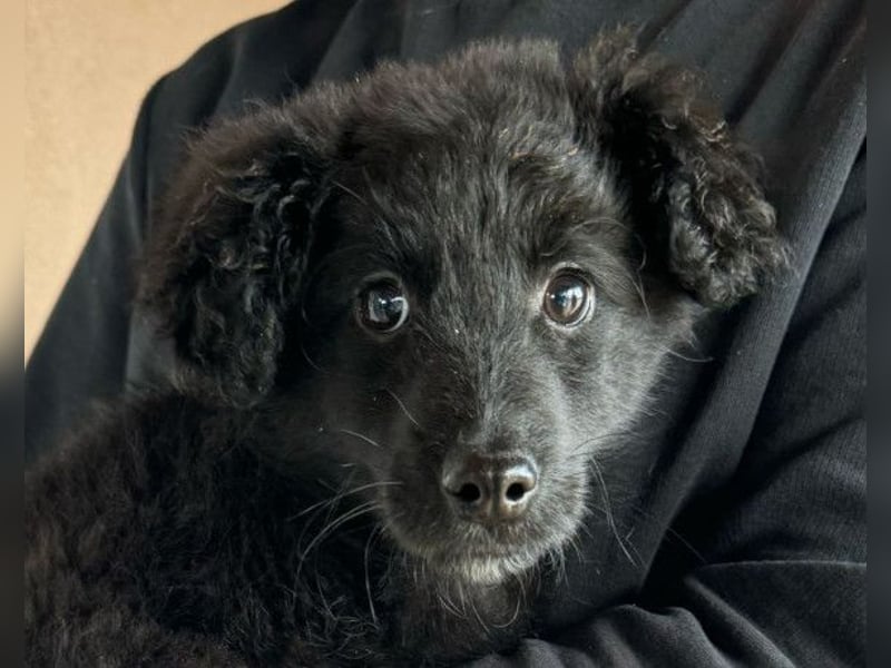 AMICO❤️ bezaubernder kroat. Schäferhund-Mix-Junge und eine pure 4-Pfoten-Amore