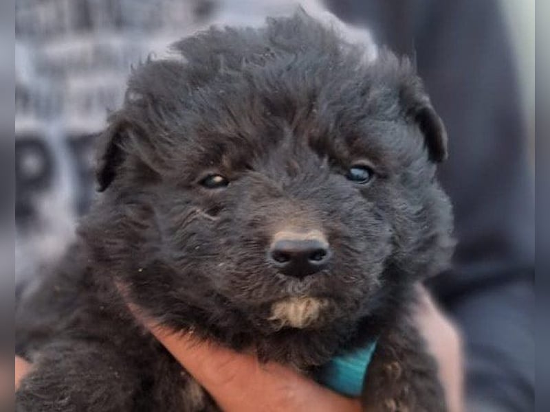 LENZI❤️unser kroat. Schäferhund-Mix-Rüde ist ein wahrer Sonnenschein!