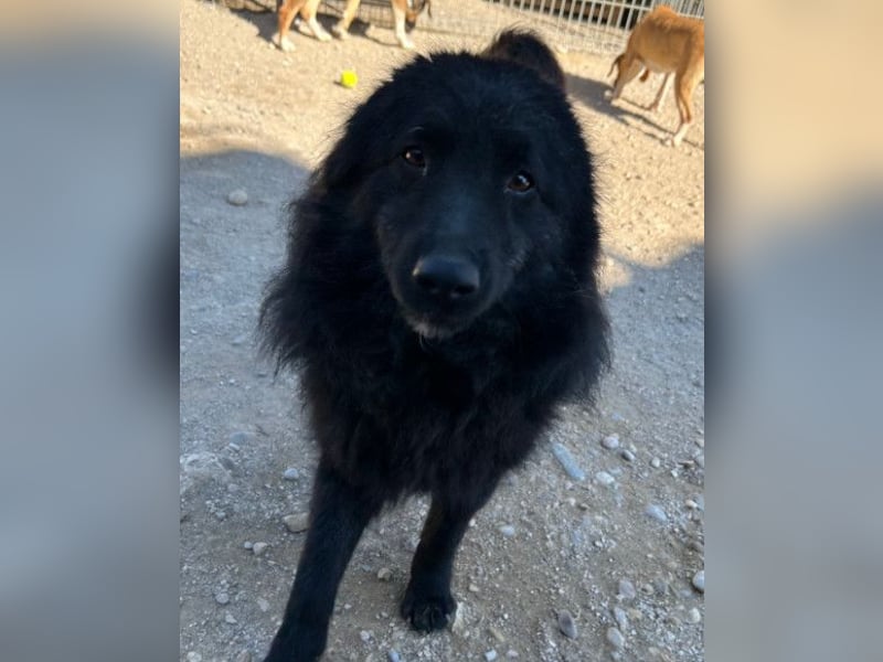 LENZI❤️unser kroat. Schäferhund-Mix-Rüde ist ein wahrer Sonnenschein!