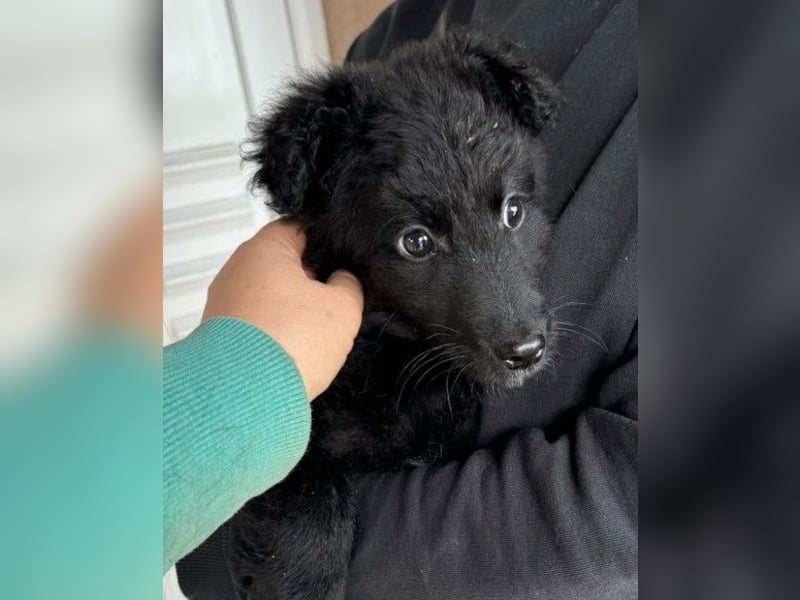 AMICO❤️ bezaubernder kroat. Schäferhund-Mix-Junge und eine pure 4-Pfoten-Amore