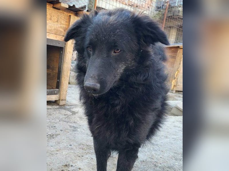 LENZI❤️unser kroat. Schäferhund-Mix-Rüde ist ein wahrer Sonnenschein!