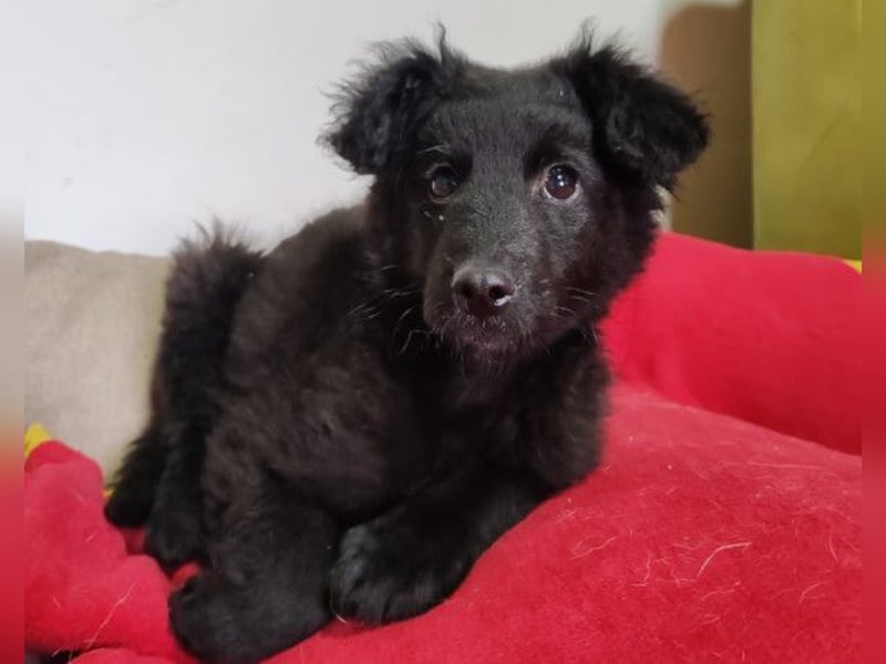 AMICO❤️ bezaubernder kroat. Schäferhund-Mix-Junge und eine pure 4-Pfoten-Amore