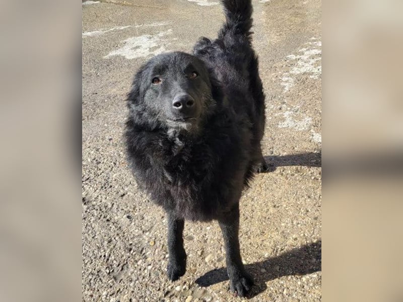 LENZI❤️unser kroat. Schäferhund-Mix-Rüde ist ein wahrer Sonnenschein!