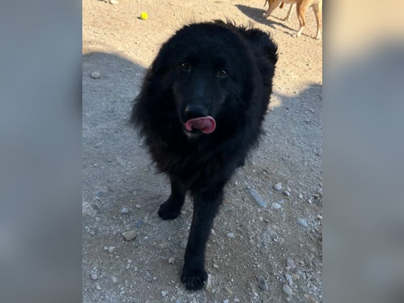 LENZI❤️unser kroat. Schäferhund-Mix-Rüde ist ein wahrer Sonnenschein!