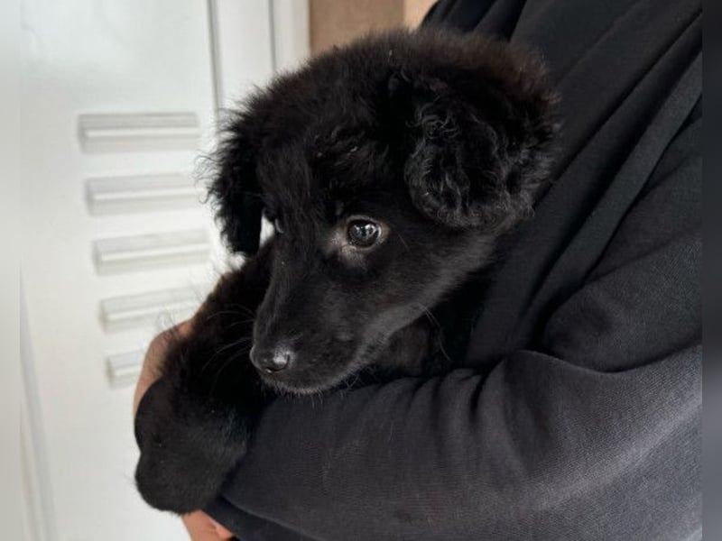 AMICO❤️ bezaubernder kroat. Schäferhund-Mix-Junge und eine pure 4-Pfoten-Amore