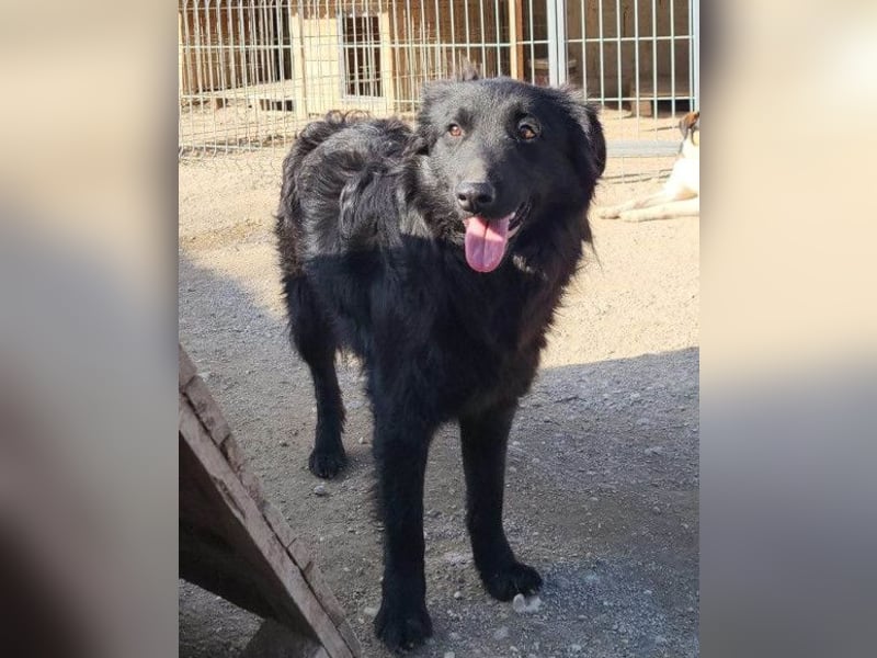 Duke ❤️ aufgeweckter, junger Kroat. Schäferhund-Mix-Bub!