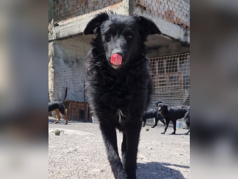 Duke ❤️ aufgeweckter, junger Kroat. Schäferhund-Mix-Bub!