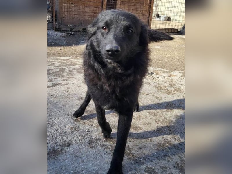 Duke ❤️ aufgeweckter, junger Kroat. Schäferhund-Mix-Bub!
