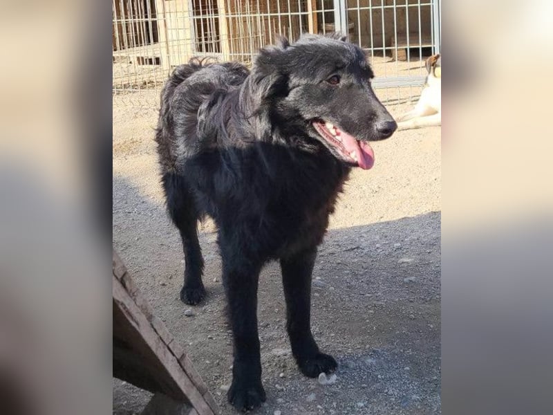 Duke ❤️ aufgeweckter, junger Kroat. Schäferhund-Mix-Bub!
