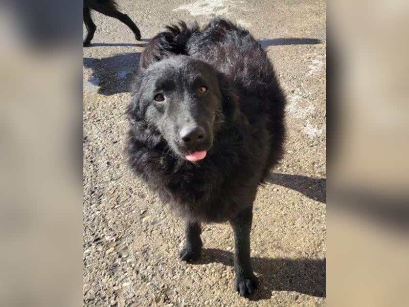 LENZI❤️unser kroat. Schäferhund-Mix-Rüde ist ein wahrer Sonnenschein!