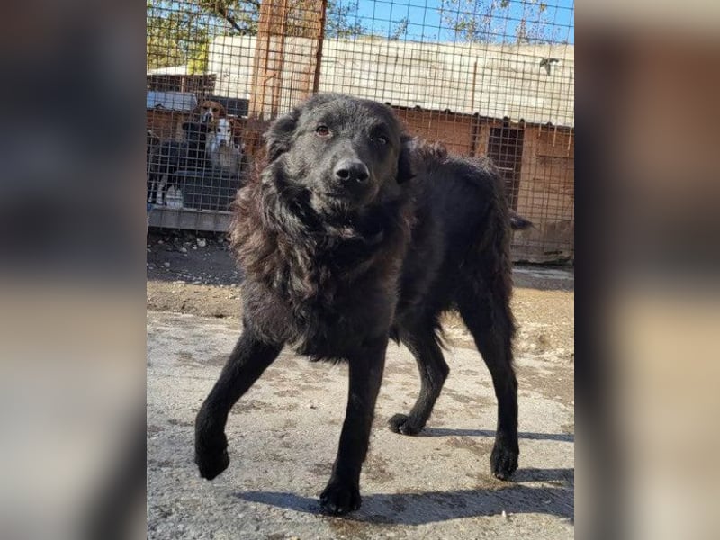 Duke ❤️ aufgeweckter, junger Kroat. Schäferhund-Mix-Bub!