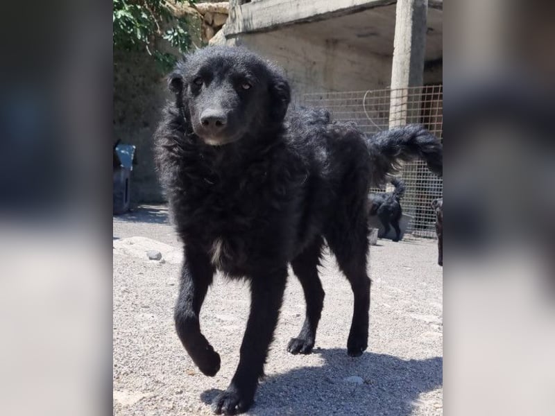 Duke ❤️ aufgeweckter, junger Kroat. Schäferhund-Mix-Bub!