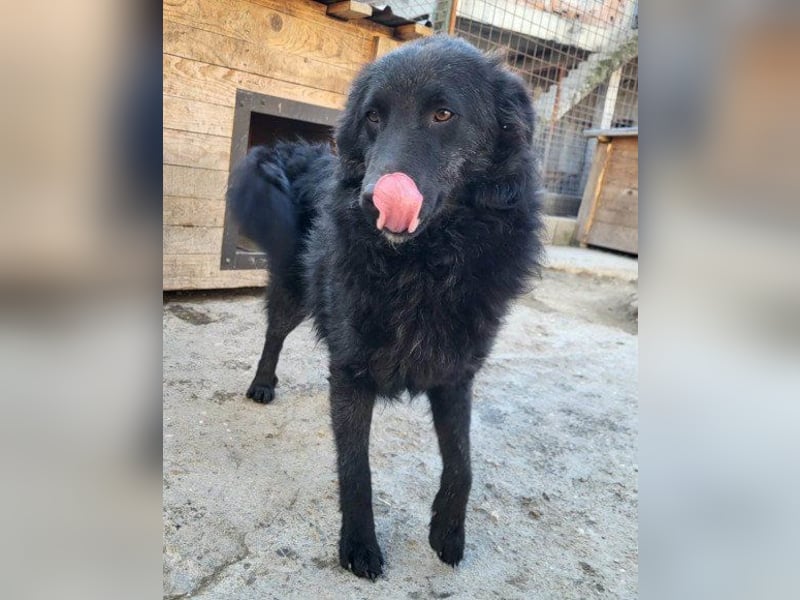 LENZI❤️unser kroat. Schäferhund-Mix-Rüde ist ein wahrer Sonnenschein!