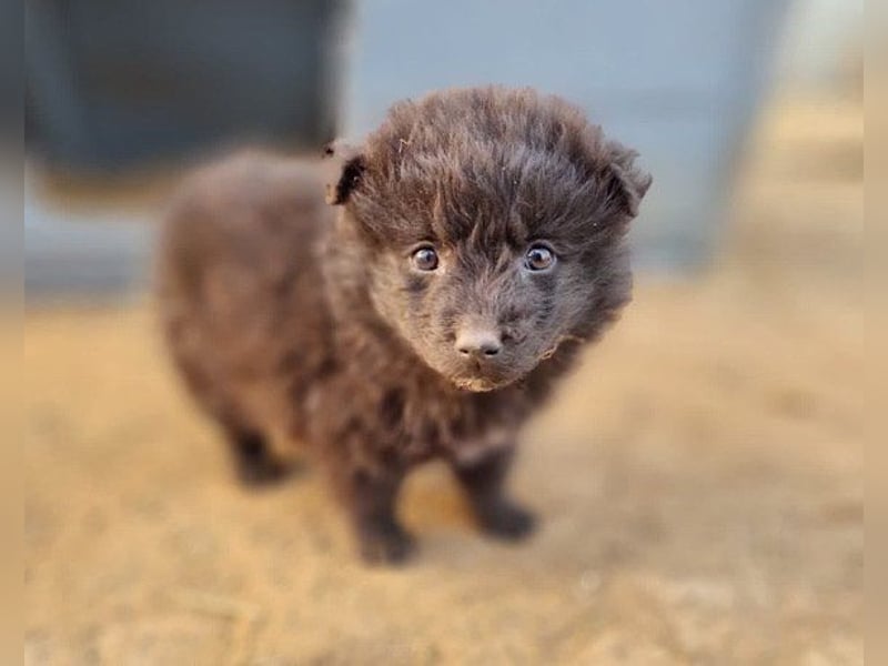 LENZI❤️unser kroat. Schäferhund-Mix-Rüde ist ein wahrer Sonnenschein!